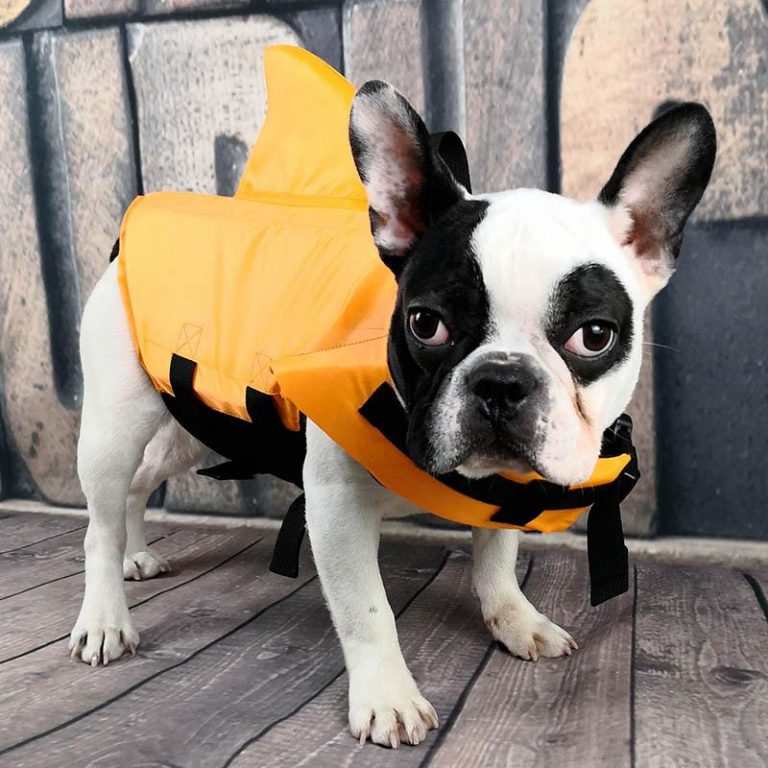 Gilet De Sauvetage Pour Chien Maxi Zoo